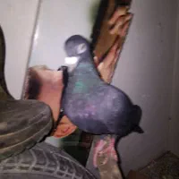 کفتر