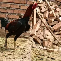خروس لاری|حیوانات مزرعه|صوفیان, |دیوار