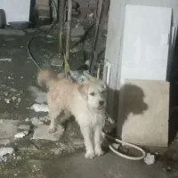 سگ آشپتز نگهبان با شناسنامه