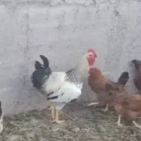 فروش خروس محلی