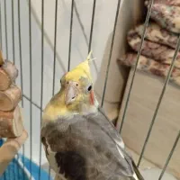 عروس هلندی|پرنده|الوند, |دیوار