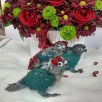 گرینچیک، جوجه سرلاکی، تراکویس نرمال|پرنده|تهران, دهقان|دیوار