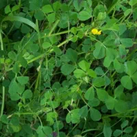 یونجه خشک 50بسته قیمت هر عدد450هزار