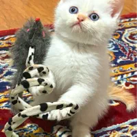 بریتیش شورت هیر