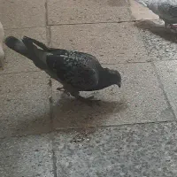 کفتر کبوتر