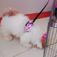 سگ شیتزو سوپر فیلت