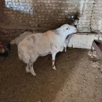 بره قوچ|حیوانات مزرعه|کدکن, |دیوار