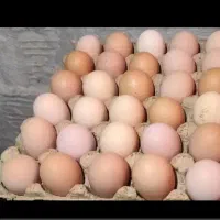 تخم مرغ لاری  نطفه دار  تازه  اردبیل