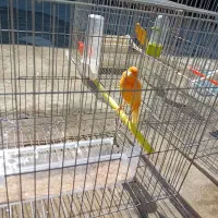 حیوان|پرنده|تبریز, |دیوار