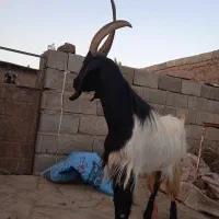 نربز