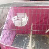 قناری نر ماده|پرنده|قصرشیرین, |دیوار