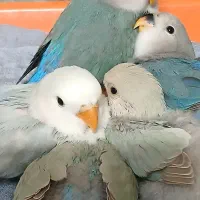 پرنده|پرنده|پرند, فاز ۲|دیوار