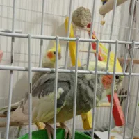 عروس هلندی|پرنده|ماکو, |دیوار