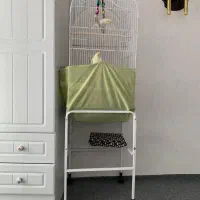 ۲تا عروس هلندی فول رام|پرنده|اشنویه, |دیوار