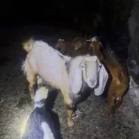 بزغاله|حیوانات مزرعه|بهبهان, |دیوار