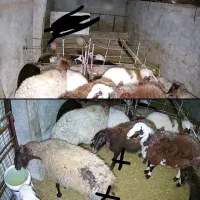 دوراس شیشک قزل آبستن