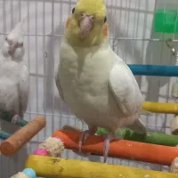 عروس هلندی سالم و بازیگوش و زرنگ