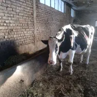 گاو جهت کشتار معاوزه با گاو شیری