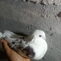 کبوتر|پرنده|بیجار, |دیوار