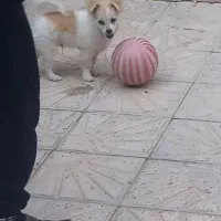 سگ توله پامر دستی وبازیگوش|سگ|مرودشت, بیست متری بیمارستان|دیوار