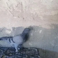 جوجه سبز کاکلی پاپر