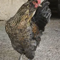 فروش خروس تاجدار نه ماهه و یک مرغ بومی