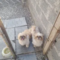 سگ شیتزو اصیل