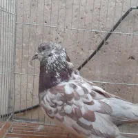 یک عدد کبوتر نر