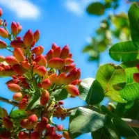 باغ-پسته-و-زمین-کشاورزی