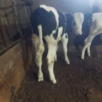یک راس گوساله سیمینتال نر