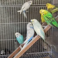 مرغ عشق|پرنده|سراوان, |دیوار