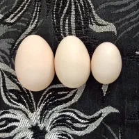 تخم نطفه دار وجوجه سوماترا برهما جاپنیز رزکامپ|حیوانات مزرعه|تهران, تهرانسر غربی|دیوار