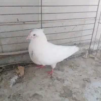 تهرونی(کبوتر) سفید