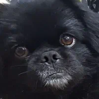 گمشده .. سگ  شیتزو سن ۴ ساله