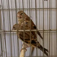 جوجه سهره قناری