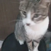 این،گربه،ها،واگذارمیشوند