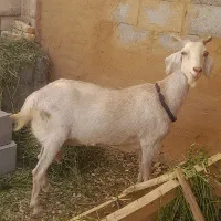 بز شیری