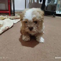 سگ پودل مالتیز مینیا توری (جیبی)|سگ|تبریز, |دیوار