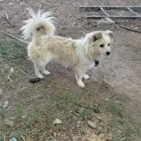 سگ پاکوتاه دزدیده گم شده|سگ|زنجان, |دیوار