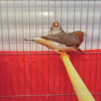 فنچ اورنج|پرنده|بهارستان, |دیوار