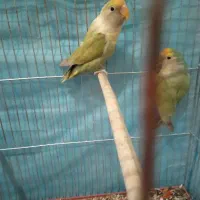 کوتوله برزیلی|پرنده|شیراز, سلطان آباد|دیوار