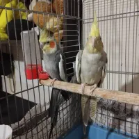 عروس هلندی جفت خورده