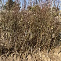 نهال هلو زردآلو بادام آذر پنجاه پسته آلوچه گردو|گل و گیاه طبیعی|تبریز, |دیوار