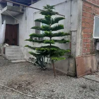 ۲۲۰ متری با پروانه ساخت سه طبقه