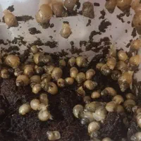 حلزون آلبینو . آچیتا|خزنده|قرچک, میرزائی جنوبی|دیوار