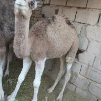 فروشی دو نفر حاشی خریدار تماس