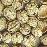 گردو پوست کاغذی روغنی تویسرکان(تازه)|خوردنی و آشامیدنی|کرج, شهرک نهال و بذر|دیوار