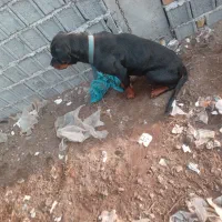 واگذاری لودفایدر ریگان نیست|سگ|رودبنه, |دیوار