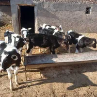 گوساله هلشتان