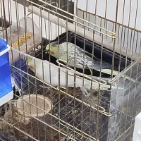 عروس هلندی|پرنده|مهربان, |دیوار